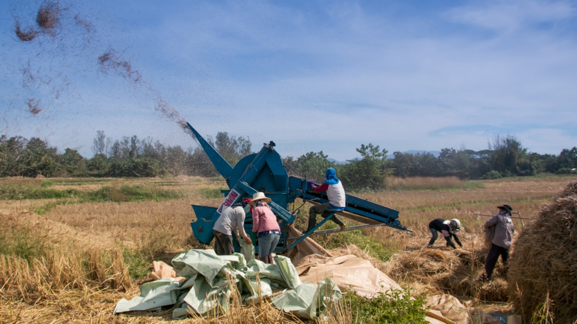 Im hohen Bogen fliegen die Reishalme aus einer Dreschmaschine, an der mehrere Menschen arbeiten.