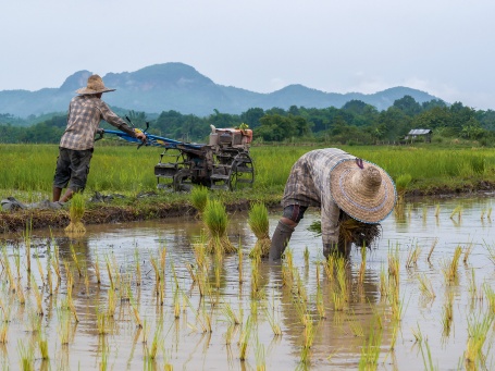 Zwei Bauern auf einem gefluteten Reisfeld. Einer pflügt mit einer Maschine, der andere pflanzt Reis.