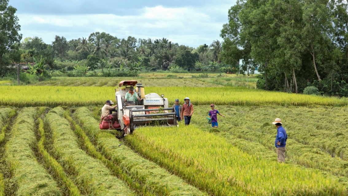 Reisfeld, umrahmt von Palmen. Ein kleiner Mähdrescher, flankiert von mehrere Helfern, erntet den Reis.