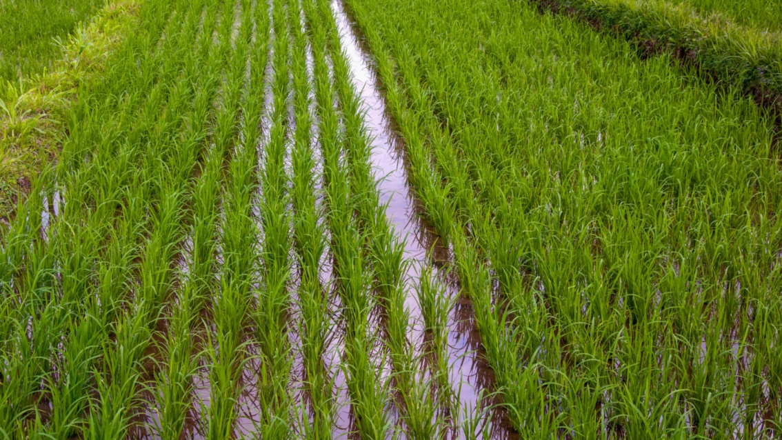 Ein geflutetes Feld mit frischen grünen, etwa 15 cm aus dem Wasser ragenden Reispflanzen in akuraten Reihen