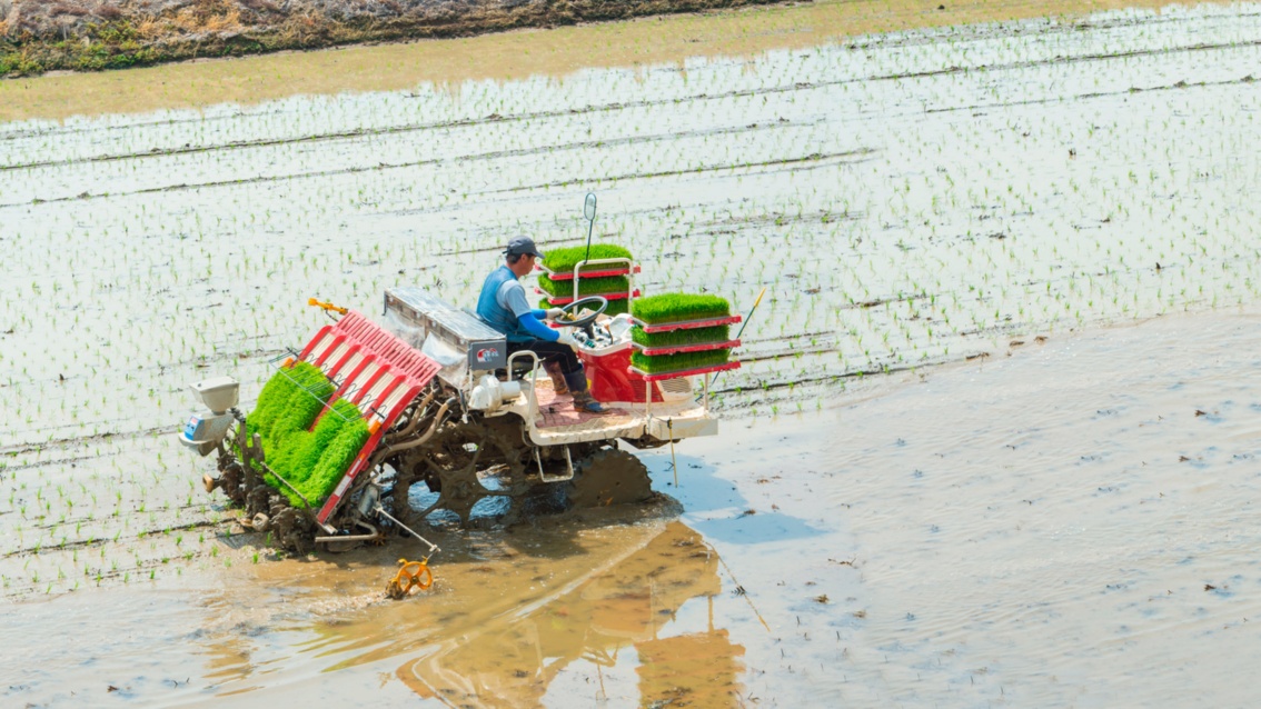 Auf einem überfluteteten Feld fährt ein kleiner Traktor, der Reissetzlinge in den Boden setzt.