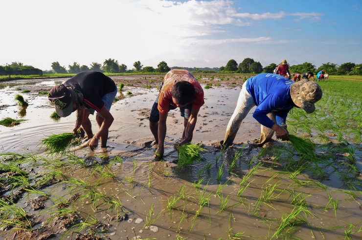 Drei Reisbauern mit Bambushüten pflanzen Reis in einem geflutetem Feld.