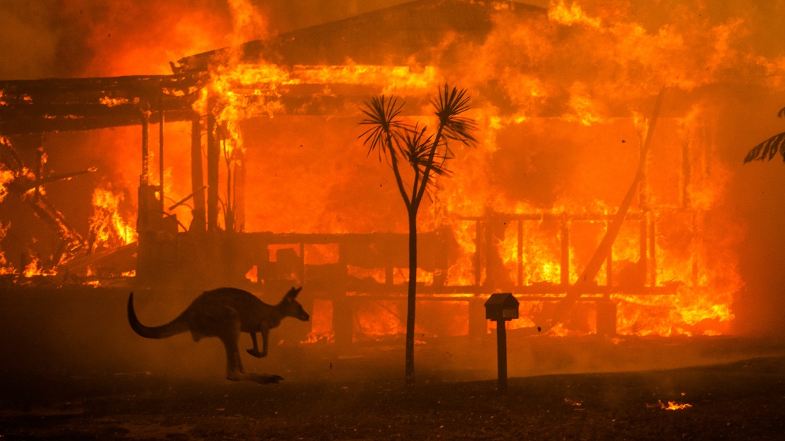 Ein flammendes Inferno. Vor dem Hintergrund eines brennenden Hauses springt ein Kängeruh.