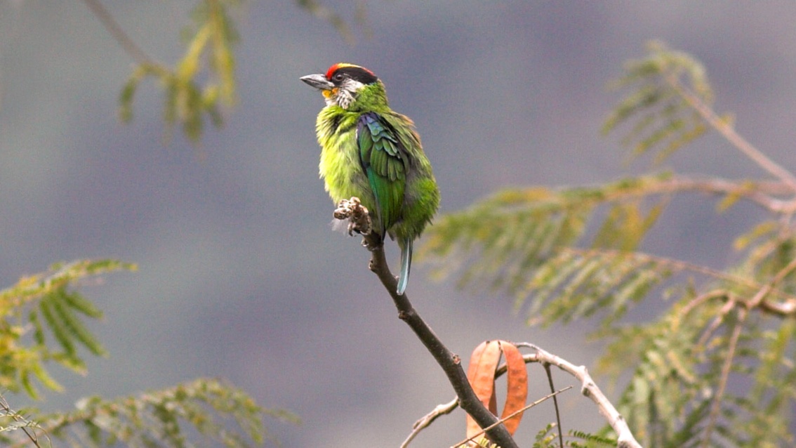 Ein kleiner grüner Vogel mit einem roten Schnabel sitzt aufgeplustert am Ende eines Astes und schaut in die Landschaft. 