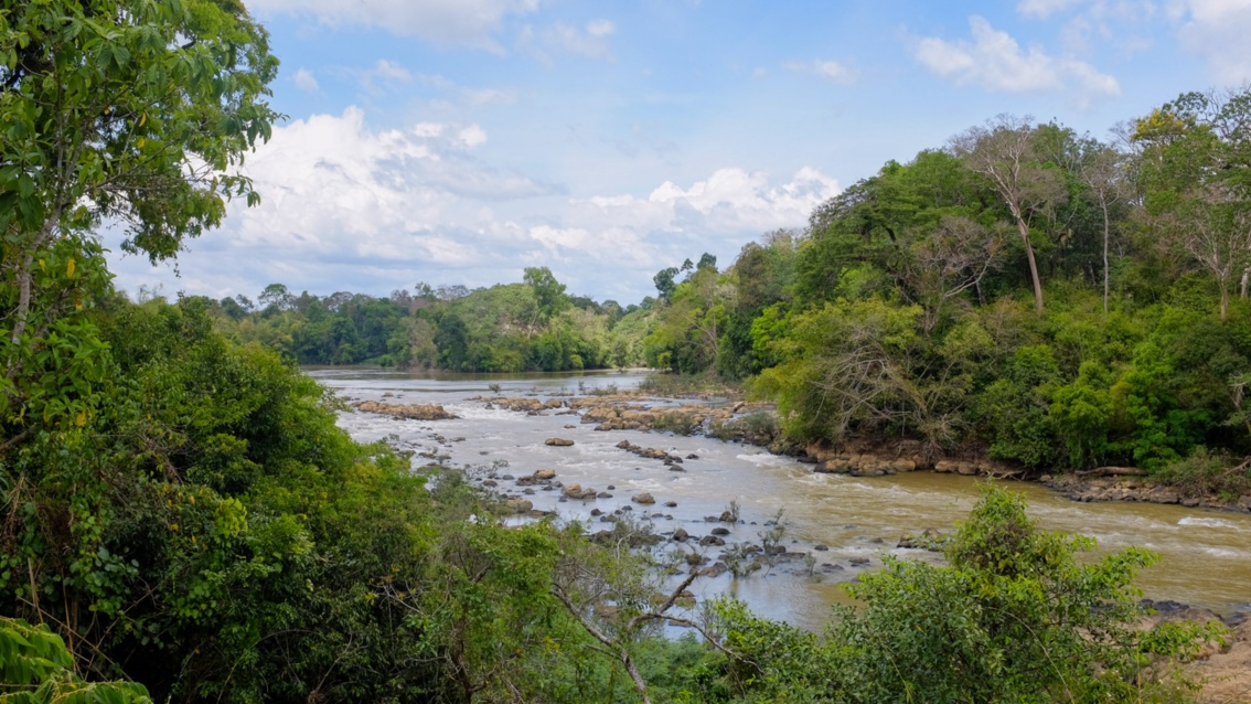 Eine Flusslandschaft, von dichtem tropischen Wald gesäumt