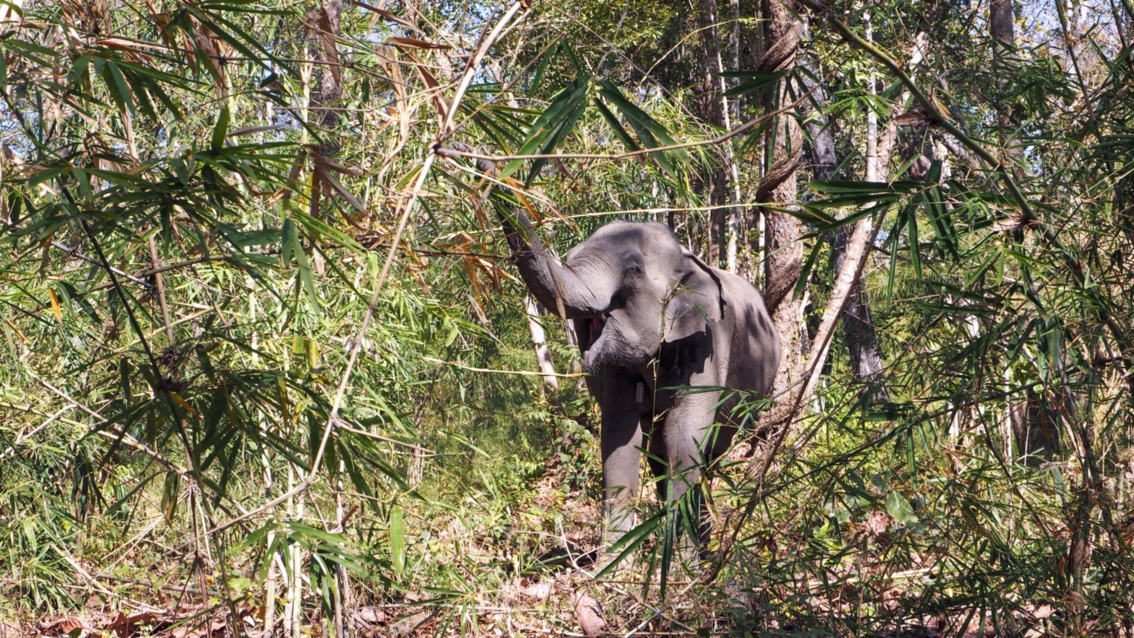 Ein kleiner Elefant reckt sich zu einem Baum hoch und reißt einen belaubten Ast ab.