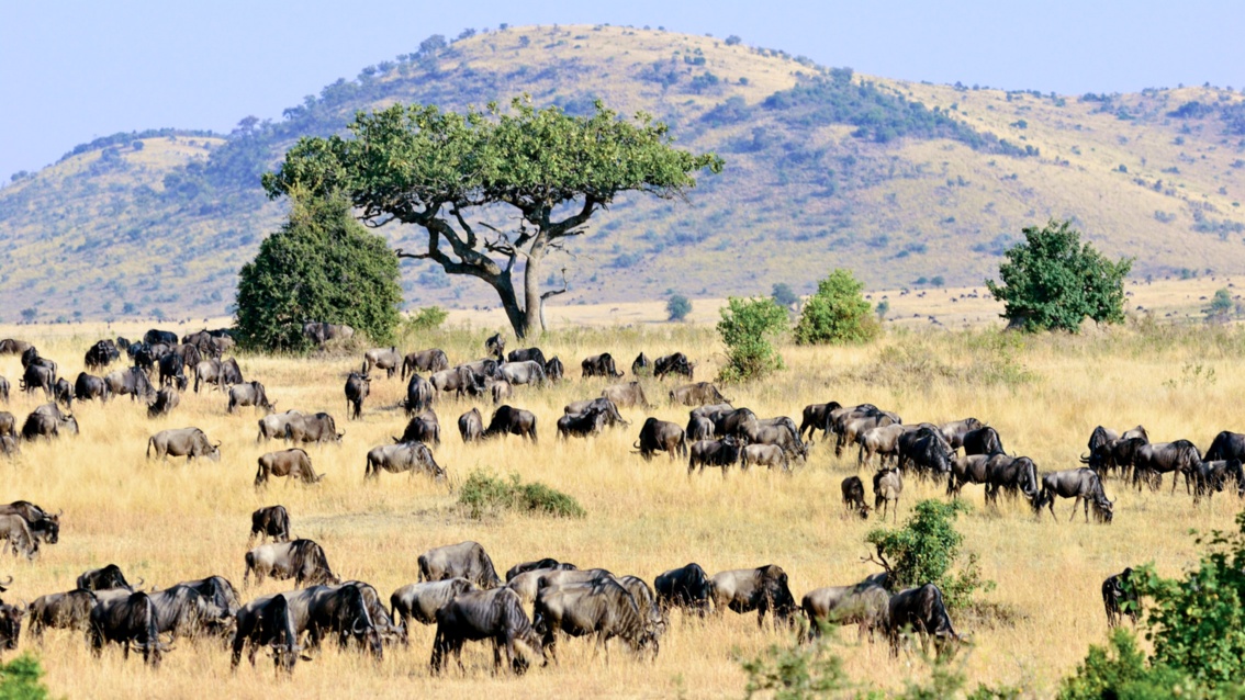 In der Weite einer afrikanischen Savannenlandschaft stehen hunderte dunkelbraune Tiere, etwa so groß wie Rinder, im gelben Gras und äsen.