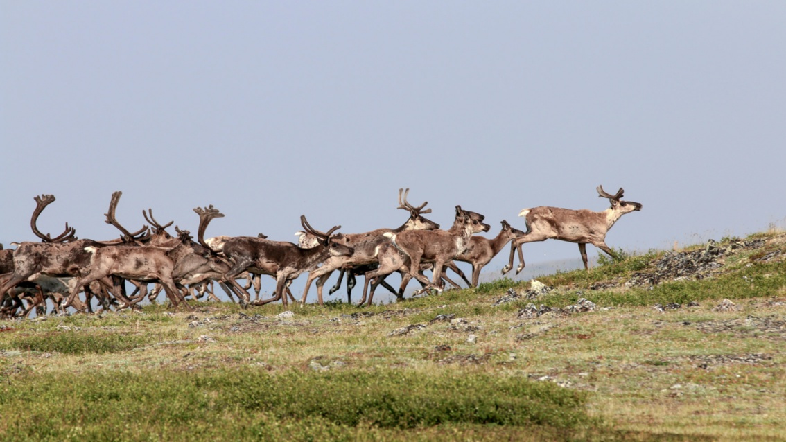 Eine Herde etwa hirschgroßer brauner Tiere mit Geweihen, läuft über eine grüne Steppe.