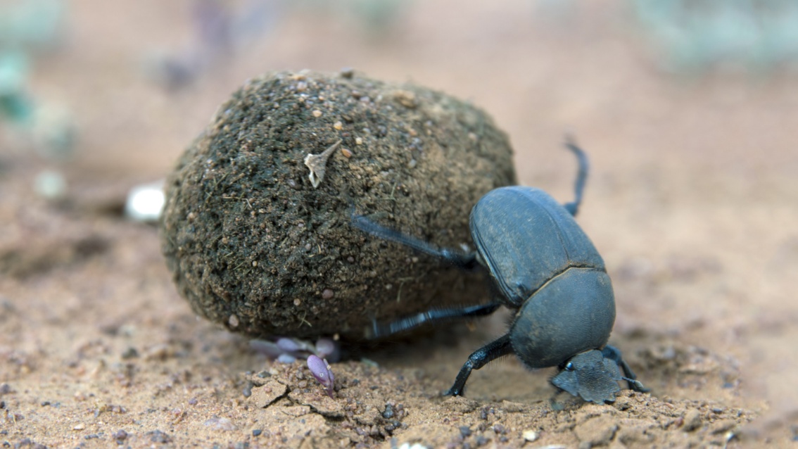 Ein großer schwarzer Käfer bewegt mit den Hinterbeinen eine große Kugel aus Dung und Erde.
