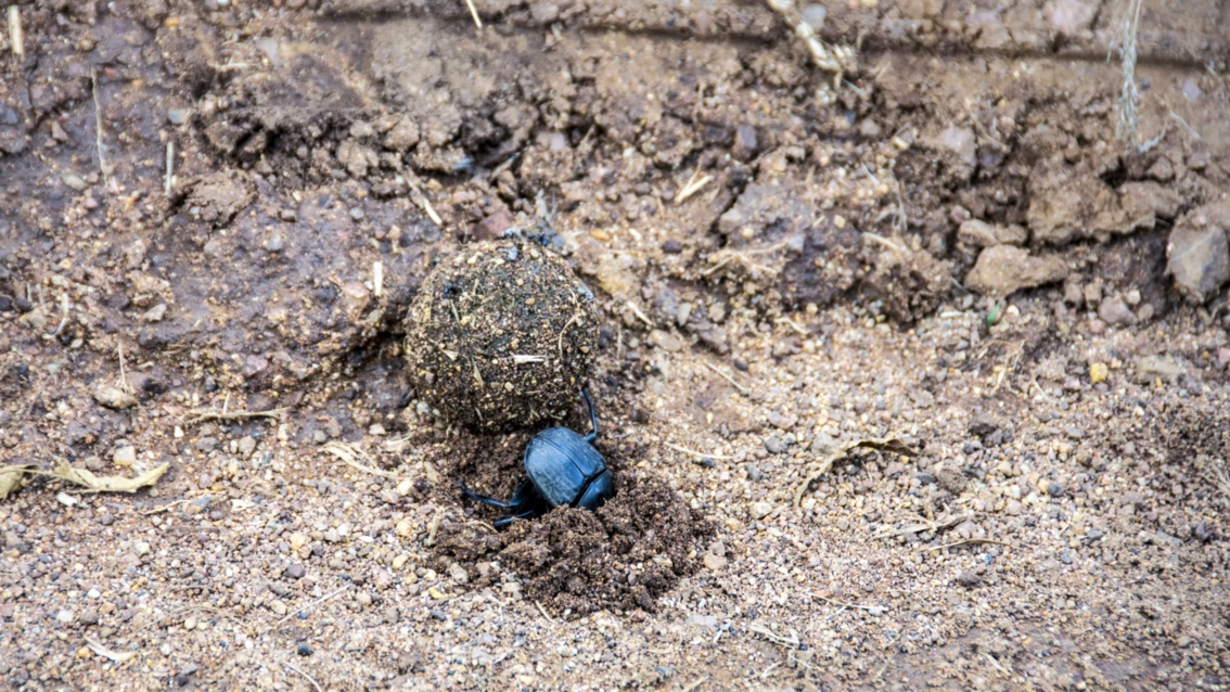 Ein schwarzer Käfer buddelt in der Erde, um eine von ihm gerollte Kugel zu vergraben.