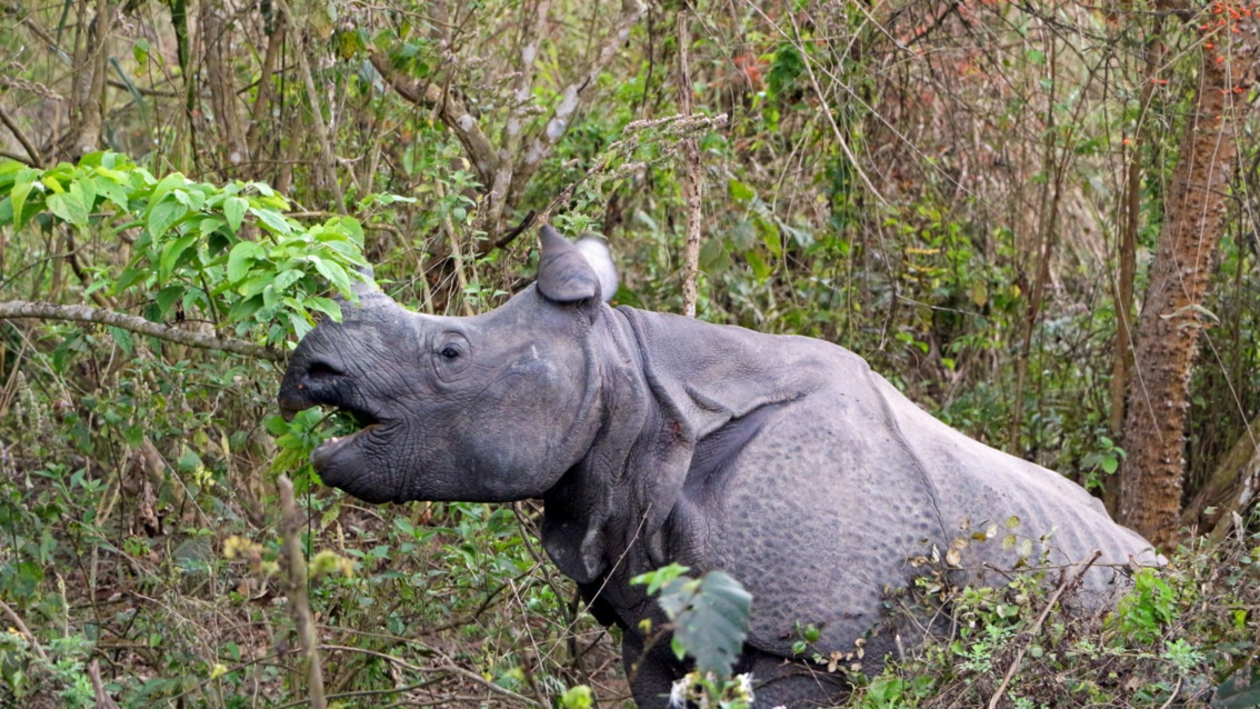 Ein Nashorn ragt aus dem Dickicht, und ist mit offenem Maul im Begriff von einem Busch etwas abzureißen. 