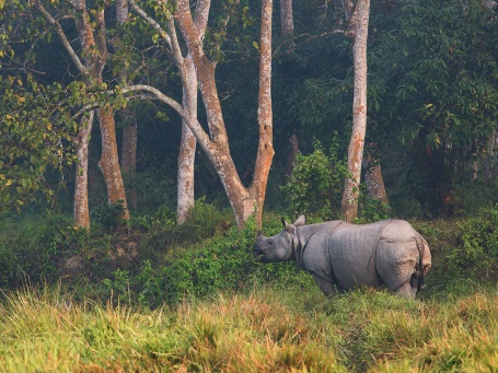 Nashorn im Nationalpark in Nepal