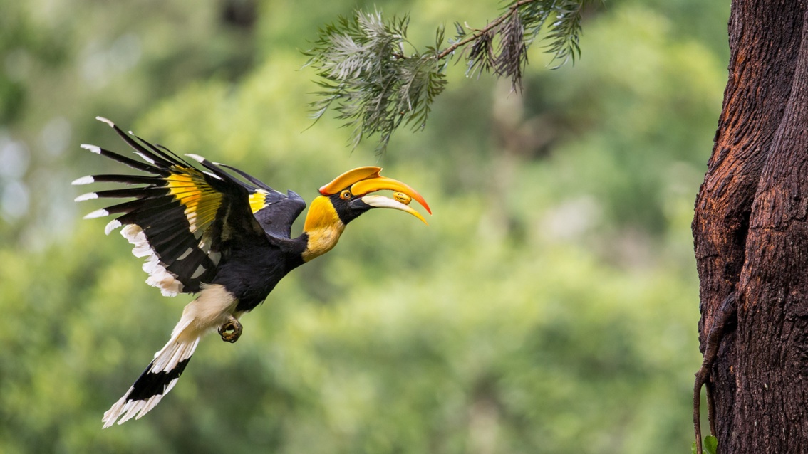 Ein schwarz-weiß-gelber großer Vogel hält in seinem langen gebogenen Schnabel eine Frucht und steht flatternd in der Luft.