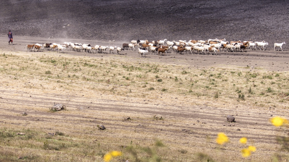 Durch eine karge Steppenlandschaft treibt ein Hirte eine Ziegenherde.