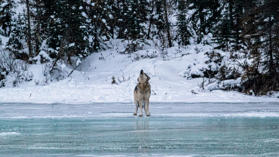 Auf einer Eisfläche, umgeben von winterlichem Wald, steht ein grauer Wolf und heult.