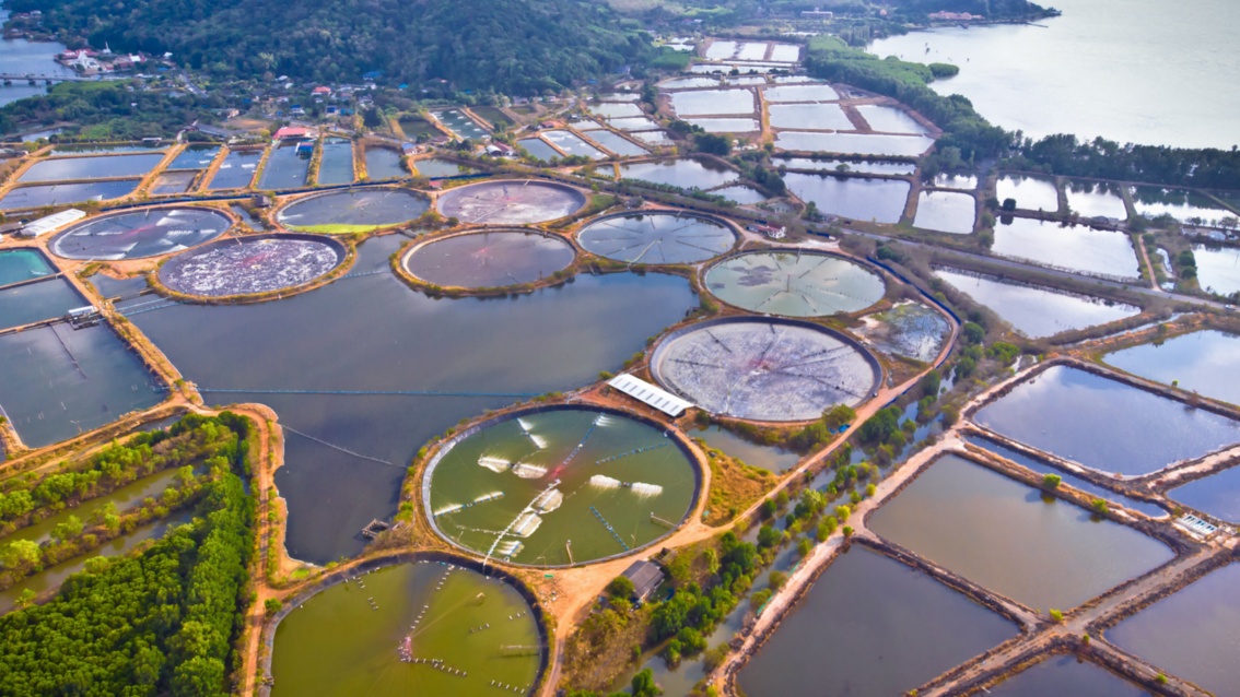 Eine Luftaufnahme zeigt zahlreiche riesige, künstlich angelegte Wasserbecken in einer tropischen Küstenlandschaft.
