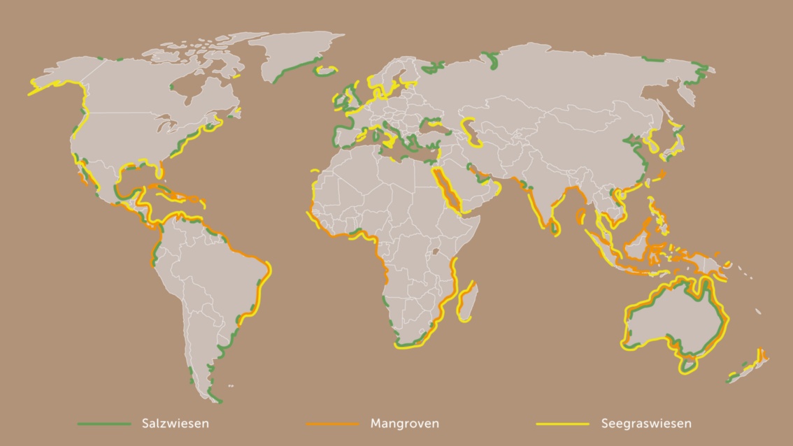 Eine Karte zeigt mit gelben, orangefarbenen und grünen Linien die Küstenfeuchtgebiete der Welt, die vornehmlich in der südlichen Hemisphär liegen.