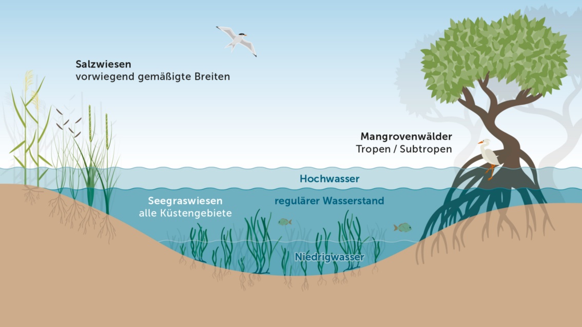 Eine Illustration zeigt eine Küstenzone mit Mangroven (teils im Wasser), Seegras (unter wie über Wasser) und Salzwiesen (größtenteils an Land)