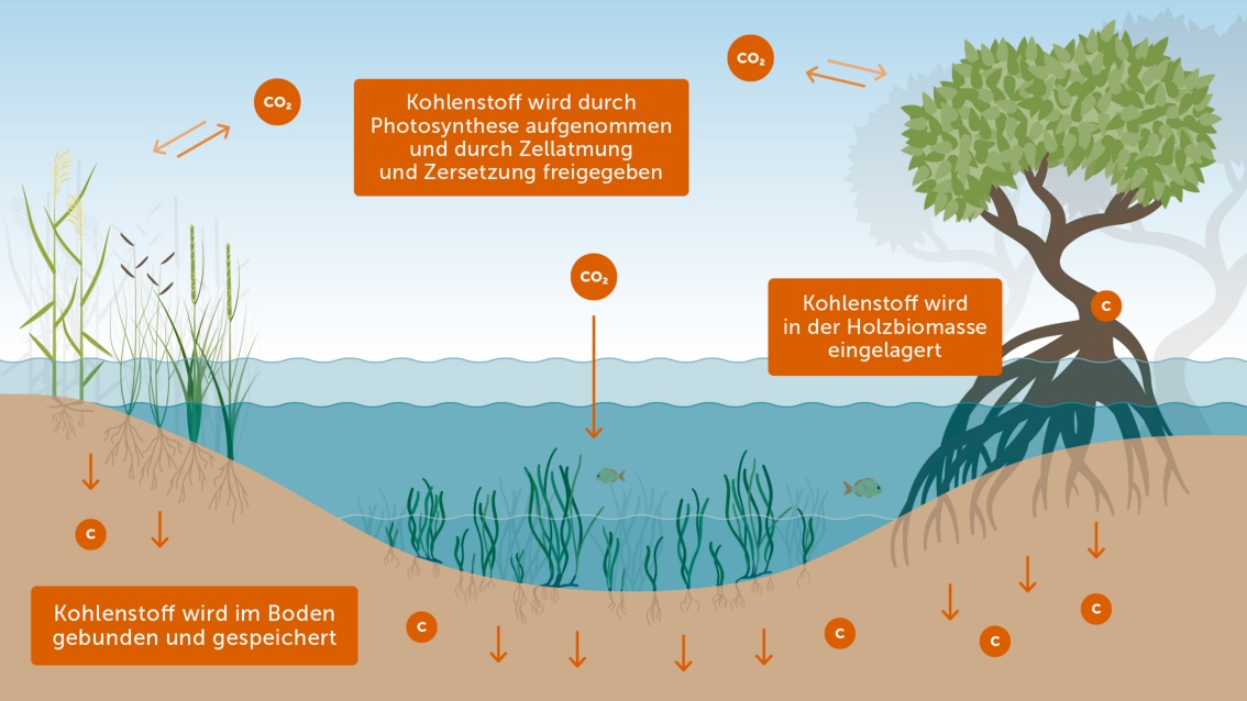 Die gleiche Illustration ist durch Textboxen und Kohlenstoffzeichen ergänzt, die erläutern, dass Pflanzen und Meerwasser Kohlenstoff in Form von CO₂ aufnehmen und ihn in anderer, gebundener Form im Boden speichern. 