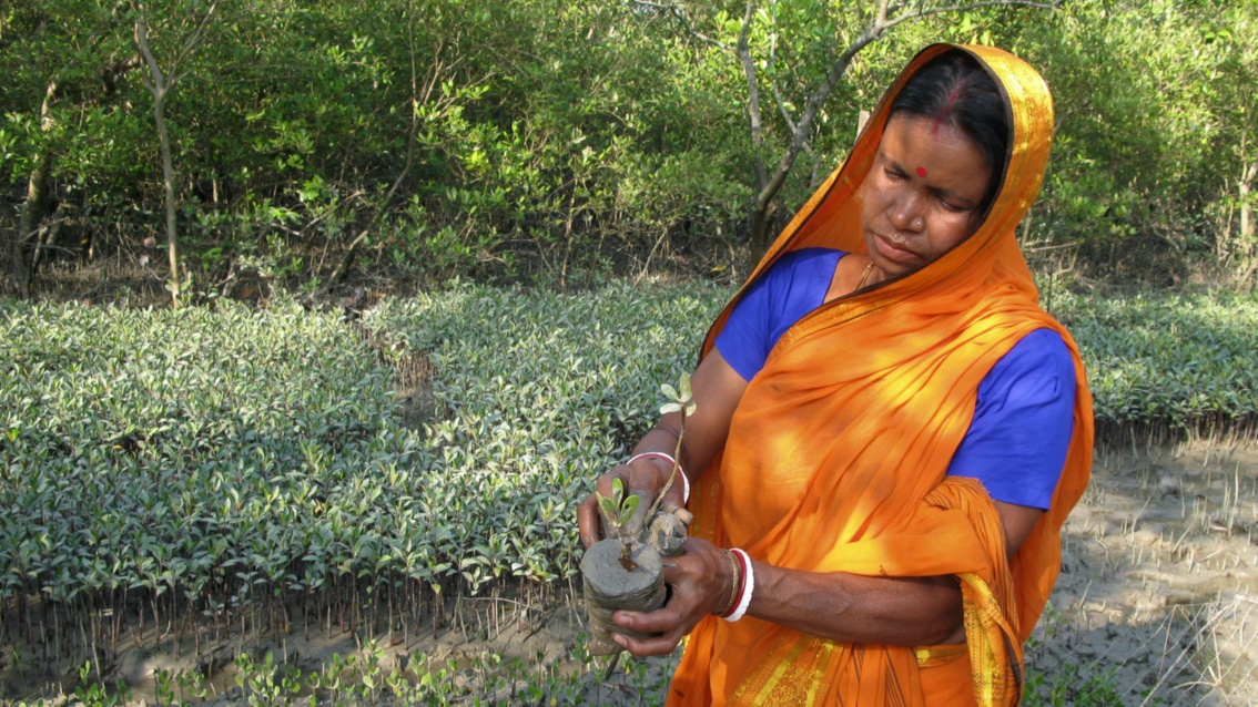 Eine Frau im Sari steht in einer Mangrovenanpflanzung und zeigt einen Mangrovensetzling.