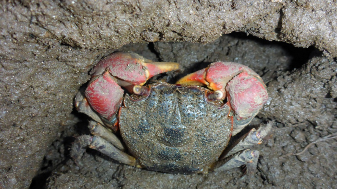Eine Krabbe im nassen Sand.