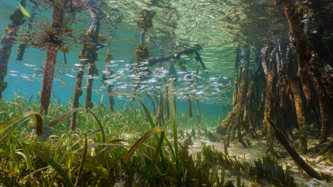 Ein Fischschwarm in einer Seegraswiese und zwischen Mangrovenwurzeln im flachen Wasser