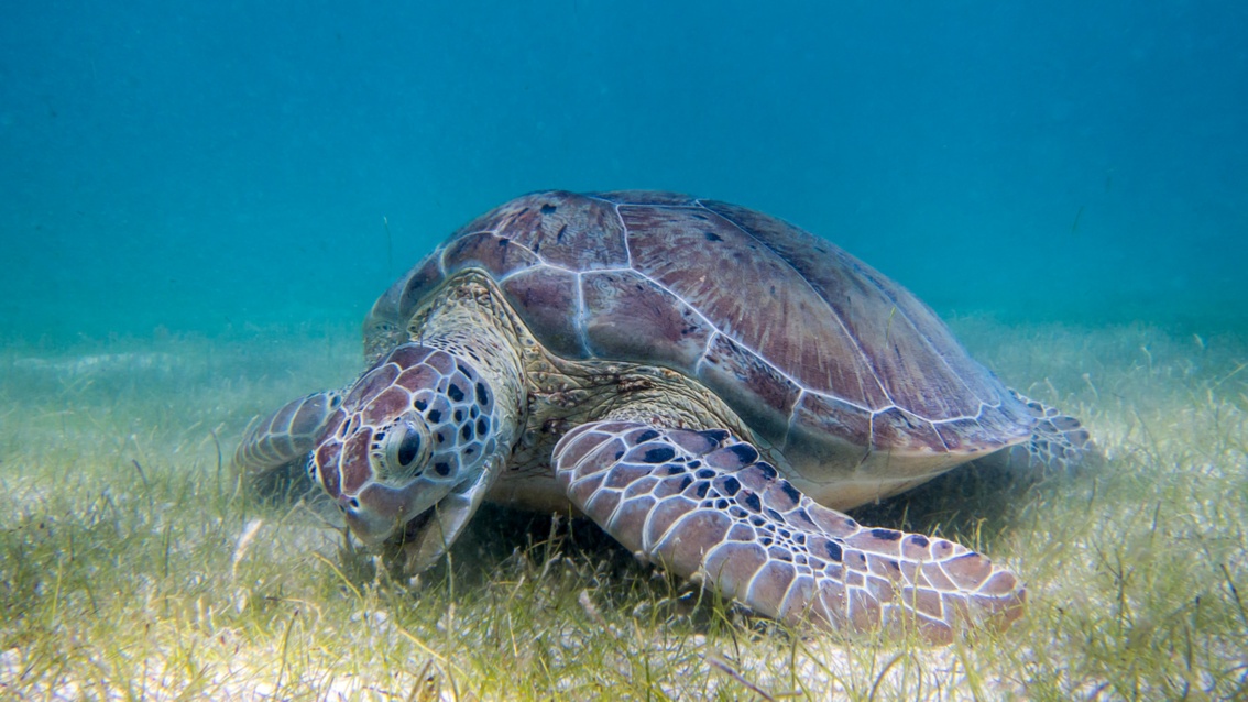 Nahaufnahme einer Schildkröte am Meeresgrund, die an Seegras knabbert