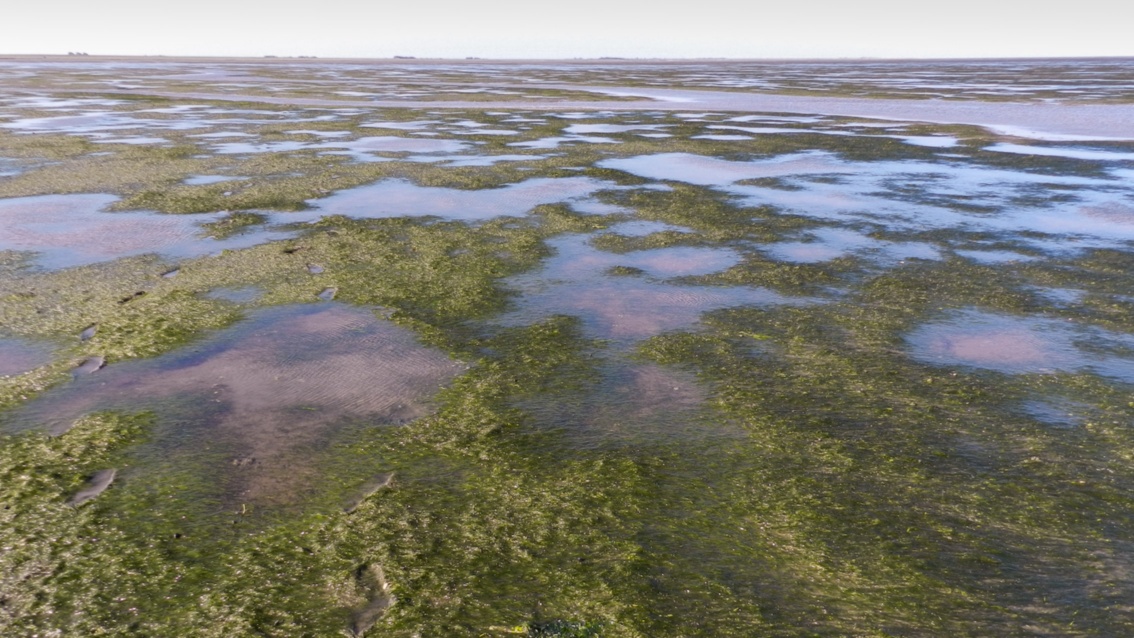Flaches Wasser im Wattenmeer, durchsetzt von dunkelgrünen Grasflächen bis zum Horizont