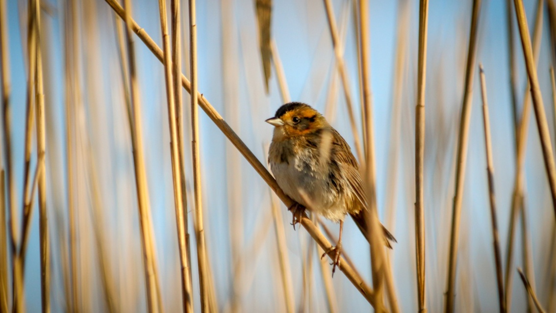 Ein kleiner brauner Vogel sitzt auf einem Schilfstängel.