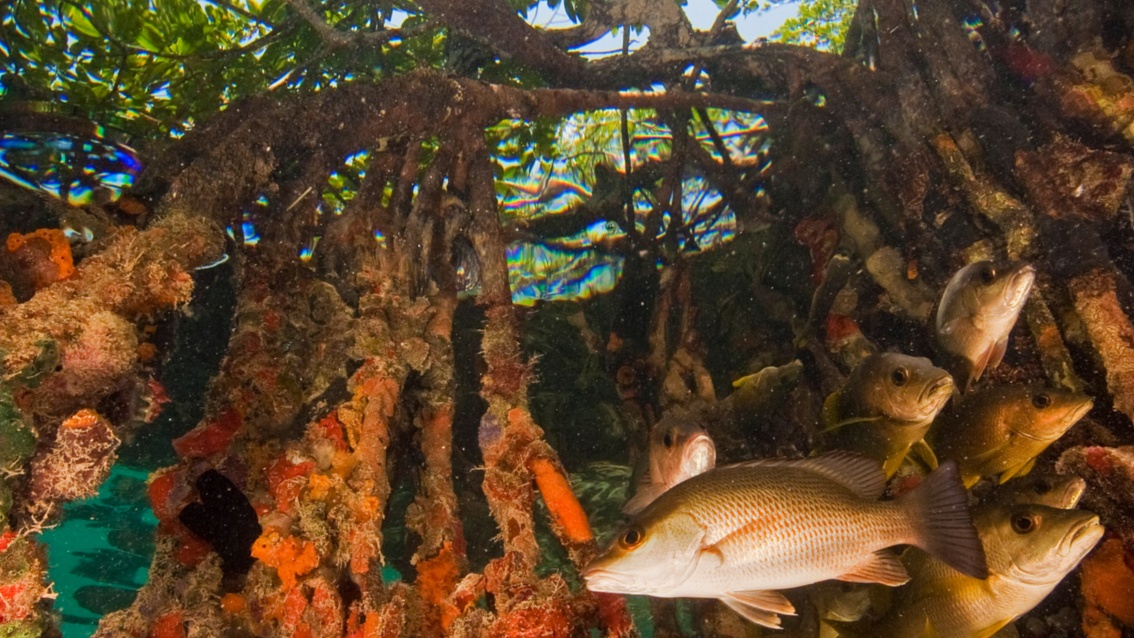 Zwischen Mangrovenwurzeln tummelt sich ein Schwarm Fische.