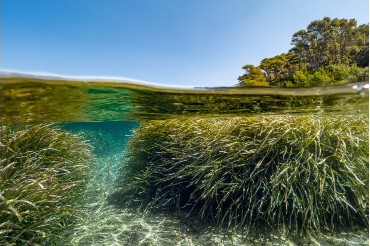 Blick unter und über Wasser: Seegraswiesen in türkisfarbigen Meerwasser, blauer Himmel und Mangrovenwälder im Hintergrund