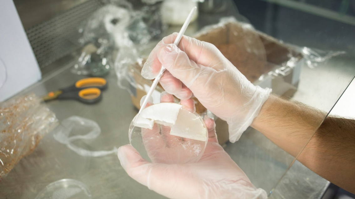 Zwei Hände in Gummihandschuhen arbeiten hinter einer Glasscheibe an einem gallertartigen Material in einer Petrischale. 