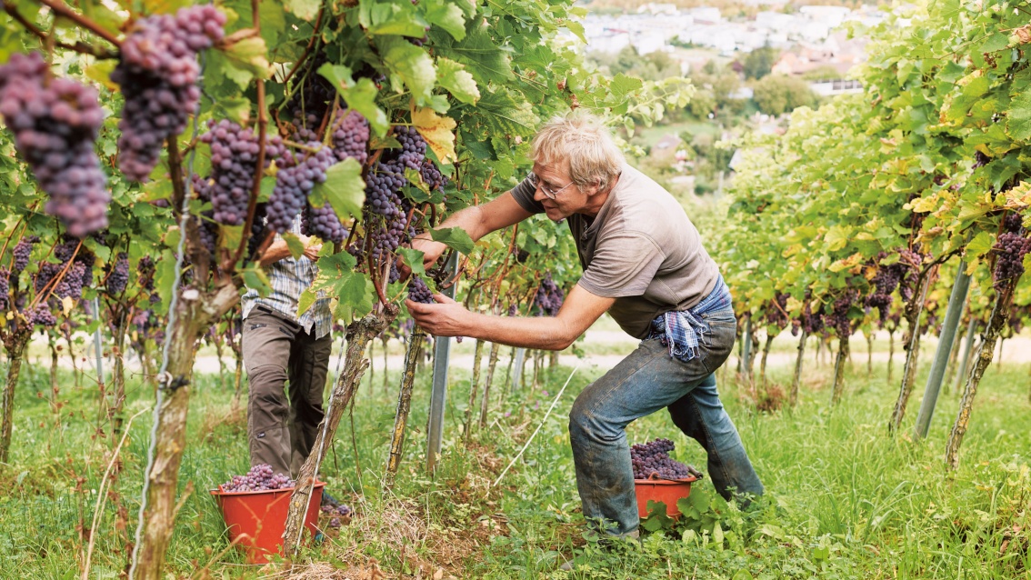 Zwei Männer stehen im Weinhang und ernten die Trauben.