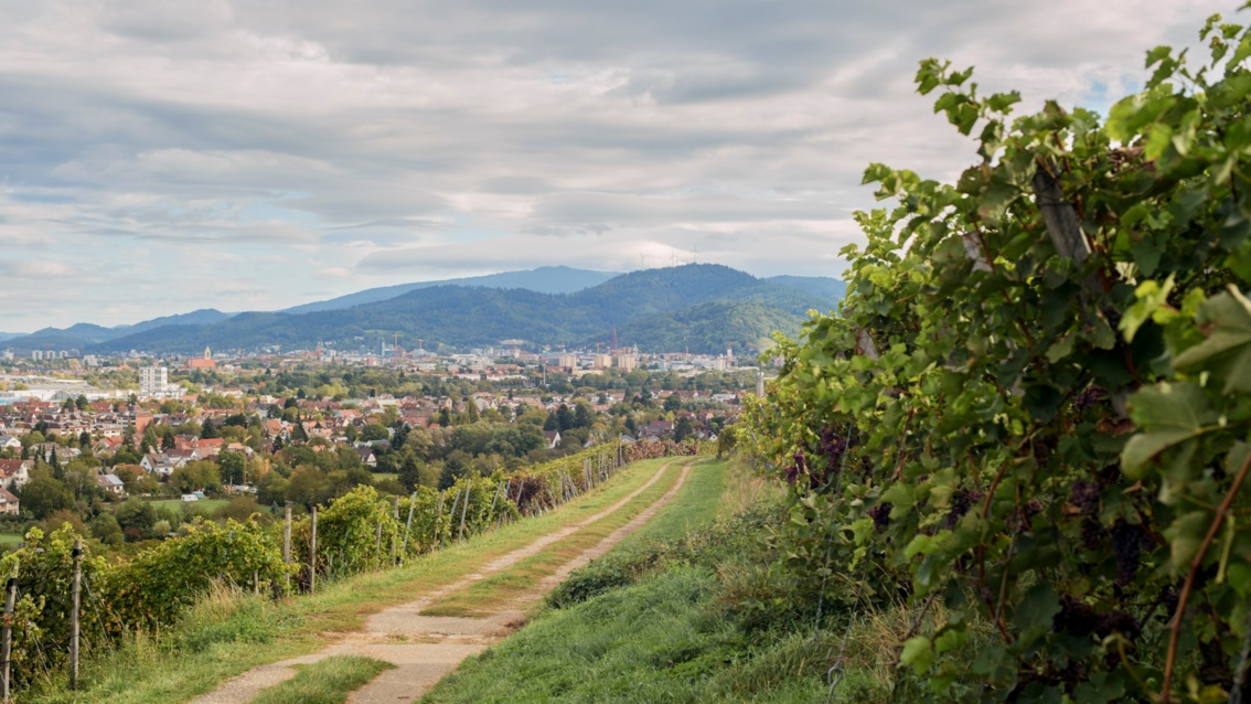 Der Weinberg, oberhalb der Stadt Freiburg gelegen. Im Hintergrund sind Berge zu sehen.