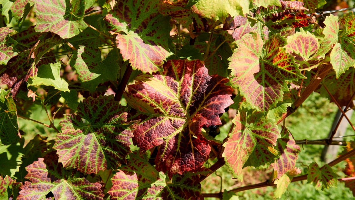 Herbstlich gefärbtes Weinlaub