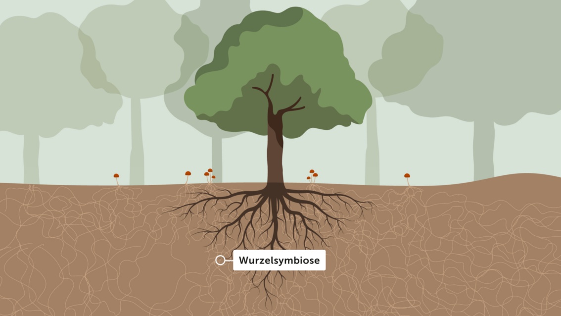 Illustration: Ein Baum, unter dem Pilze wachsen, im Hintergrund weitere schematisch angedeutete Bäume. Im Boden unter dem Baum ist der Querschnitt seines Wurzelwerks dargestellt, weiträumig umhüllt von knäuelartigen Pilzmyzelien, denen die Pilze unter dem Baum entstammen. Ein kleiner Kreis an einer feinen Verweigung des Wurzelwerks, dem das Wort «Wurzelsymbiose» zugeordnet ist, zeigt einen der Orte der Symbiose an.