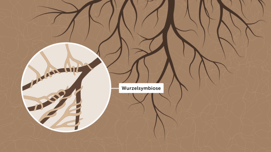 Illustration: Vergrößerte Lupendarstellung der Wurzelspitzen, die von Pilzmyzelien umwachsen sind, der Lupendarstellung ist das Wort «Wurzelsymbiose» zugeordnet.