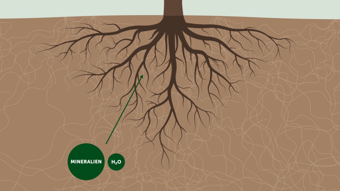 Illustrative Querschnittsdarstellung von Wurzelwerk und Myzelien im Erdreich unter einem Baum. In zwei grünen Kreisflächen erscheinen die Worte «Mineralien» und «H₂O». Von den Kreisflächen aus zeigt ein grüner Pfeil in Richtung des Baums.