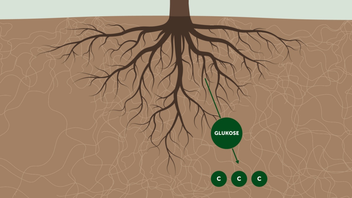 Vom Wurzelwerk eines Baums weist ein grüner Pfeil in Richtung des umgebenden Myzeliengeflechts. Auf halber Länge des Pfeilschaftes erscheint auf einem großen grünen Kreis das Wort «Glukose». Die Pfeilspitze weist auf drei kleine grüne Kreise mit dem chemischen Symbol für Kohlenstoff, «C».