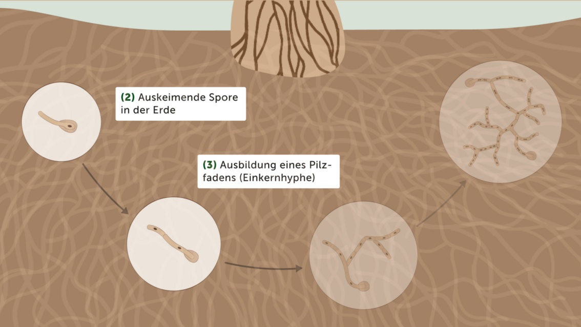 Vergrößerte Darstellung des Waldbodens unterhalb des Pilzes. In zwei hervorgehobenen Detaildarstellungen wird gezeigt, wie die Sporen zu einem Pilzfaden, der sogenannten Einkernhyphe, auskeimen. 