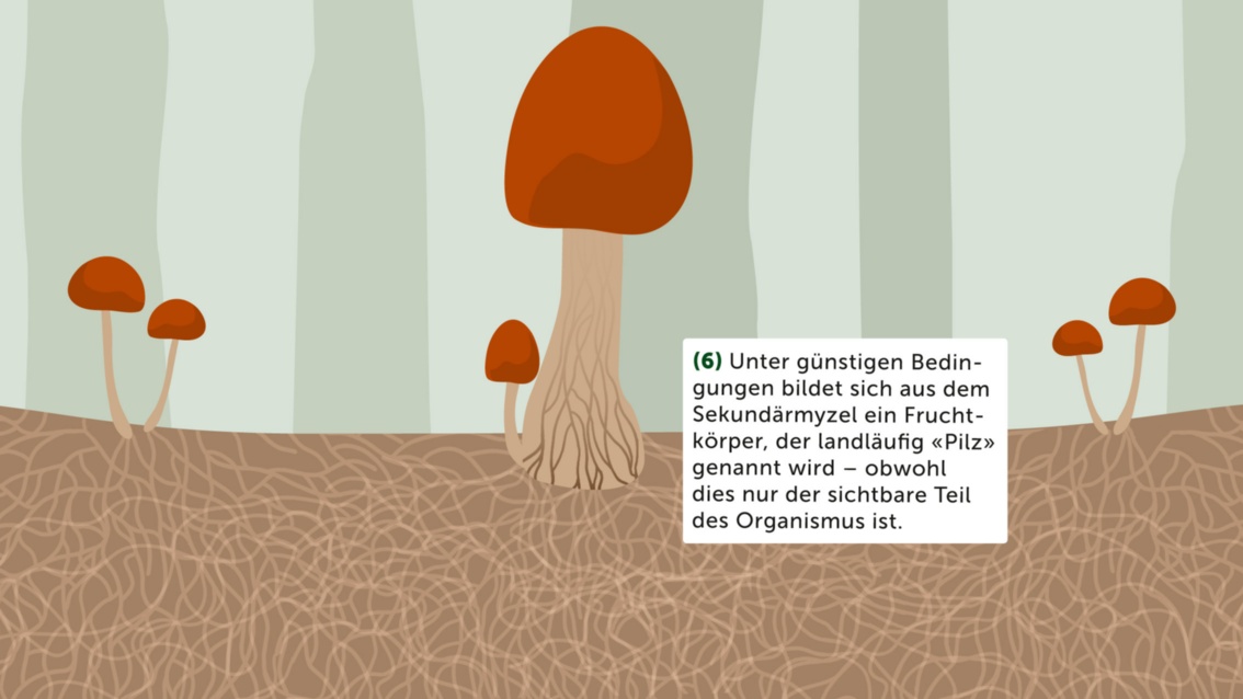 Zusätzlich zu dem bereits dargestellten und beschriebenen Pilz sind nun über dem Waldboden weitere kleine Pilze zu sehen, die sich – wie textlich erläutert –  bei günstigen Bedingungen aus dem Sekundärmyzel entwickeln. Der Fruchtkörper des Pilzes ist also der sichtbar gewordene Teil eines Gesamtorganismus.