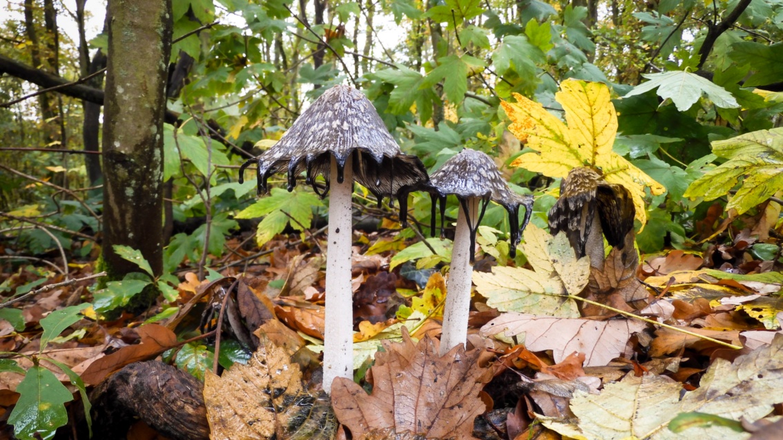 Zwei skurill aussehende Pilze mit grauen kegelfömigen Kappen, die schwarz tropfend auslaufen, stehen im feuchten Laubwald.