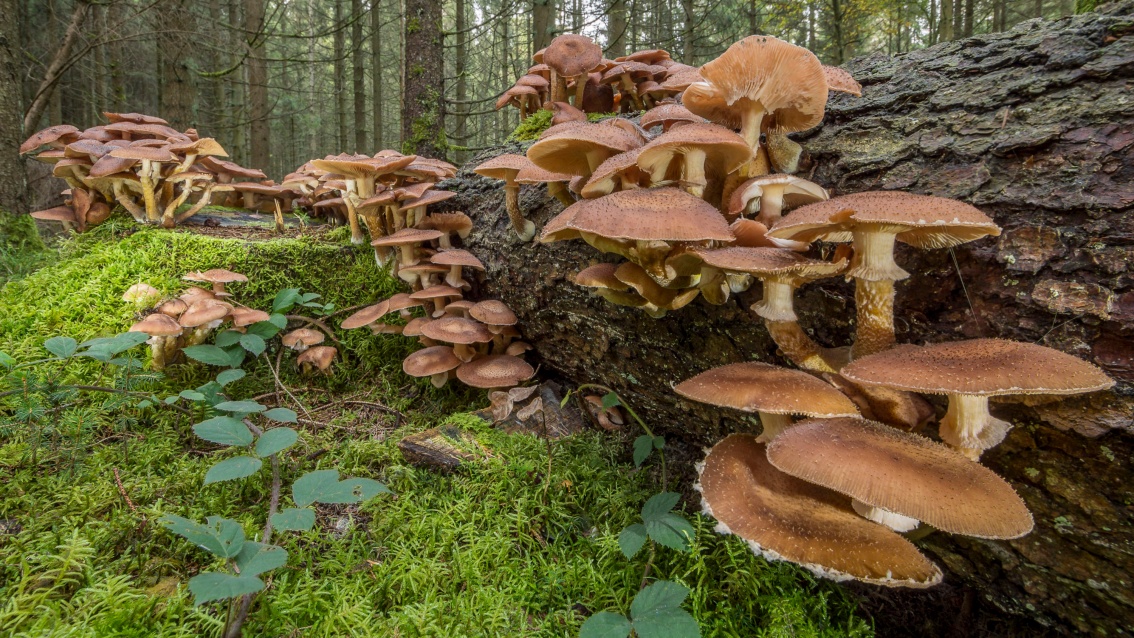 Auf einem Totholzstamm wachsen zahlreiche tellerförmige Pilze.