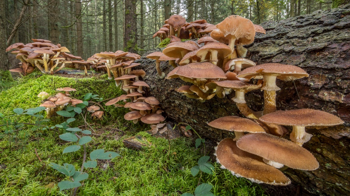 Hunderte honiggelber Pilze besiedeln einen Totholzstamm und den Waldboden drumherum.