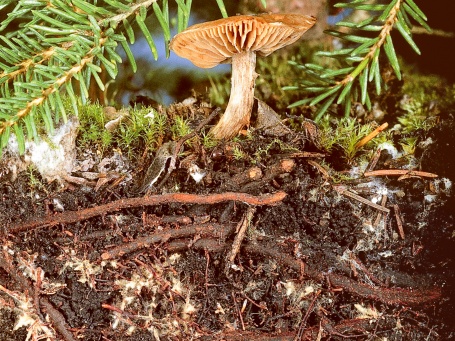 Querschnitt durch den Waldboden mit einem Pilz und seinem unterirdischen Wurzelgeflecht
