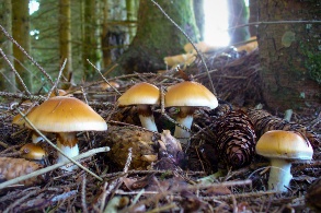 Eine Gruppe gelber Pilze am lichtdurchbrochenen Waldboden.
