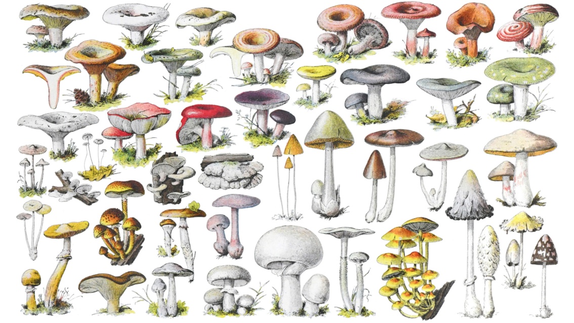 Tafel mit historischen wissenschaftlichen Zeichnungen verschiedener Pilze