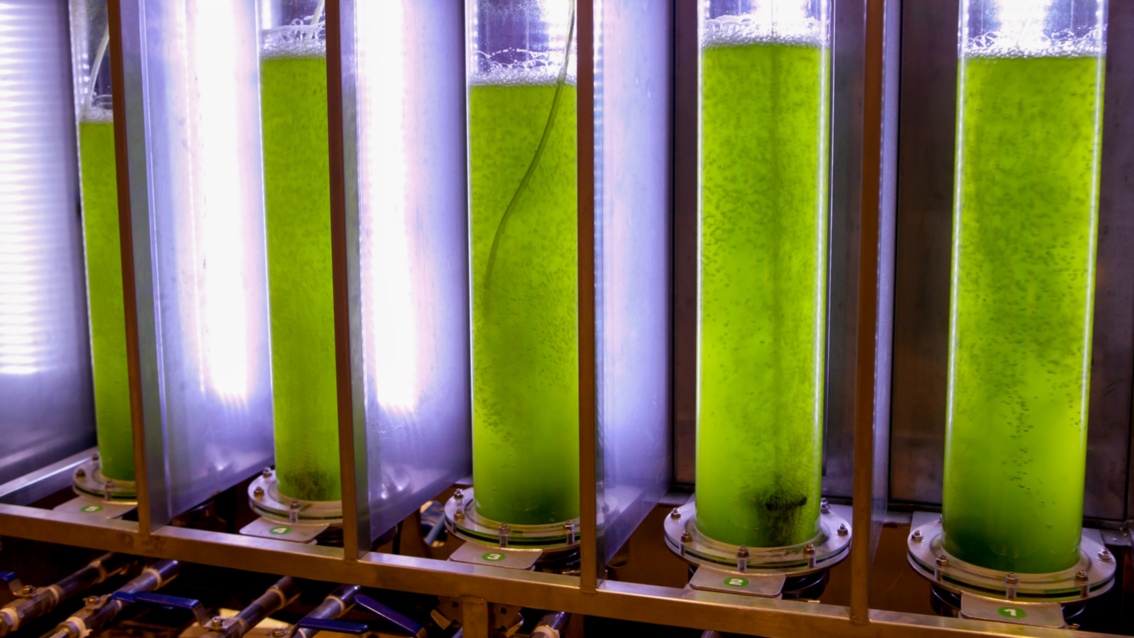 In Glaszylindern werden Algen gezüchtet: Die Behältnisse sind von hinten beleuchtet und schimmern grün.