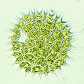 Eine mikroskopische Aufnahme von Phytoplankton: der Organismus ist kreisförmig und grün, die Zellmembran gezackt. 