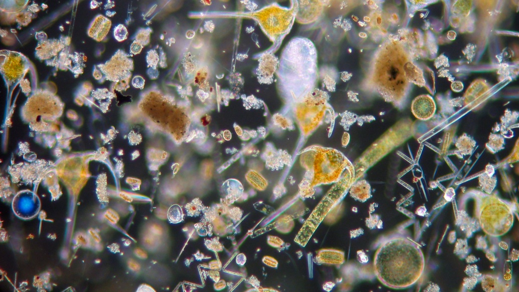 Mikroskopisch kleine Organismen in verschiedenen Farben und Formen. 